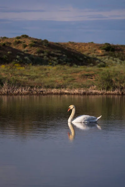 Cigno Con Ali Aperte Scivolano Sull Acqua — Foto Stock