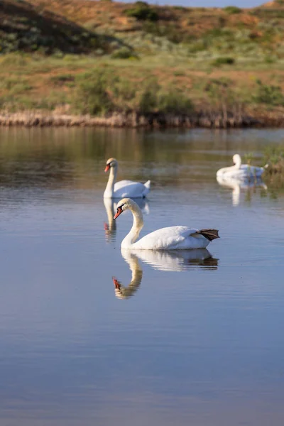 Семья Лебедей Живет Чистом Озере — стоковое фото