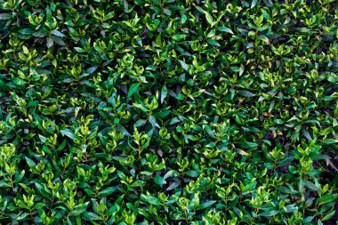 Tropik Yeşil Yapraklar Doku Arkaplanı