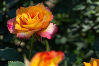 Kırmızı-turuncu gül, yeşil yapraklı, bahçede, koyu arkaplanda