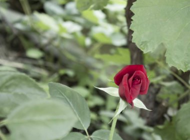 Kırmızı gül, yeşil saplı, yakın plan, bahçede büyüyen, çiçek bahçesi, arka planda farklı tonlarda yeşil bitkiler.