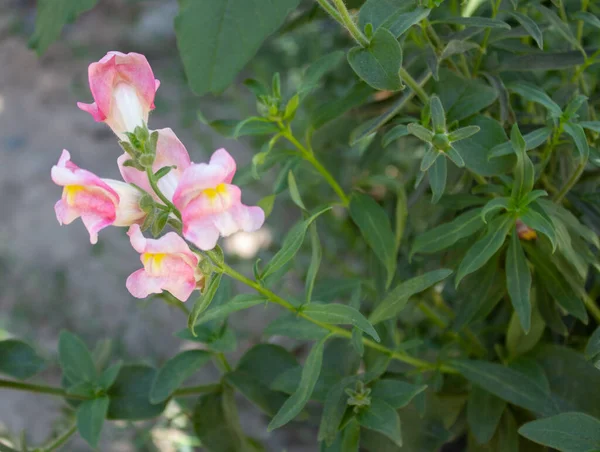 Snapdragon Uma Flor Rosa Pálida Cresce Livre Chão Jardim Canteiro — Fotografia de Stock