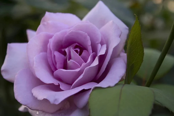 Una Lila Hermosa Rosa Con Hojas Verdes Brillantes —  Fotos de Stock