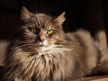 Bahçe kedisi, ilgi bekliyor..