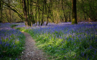 Sabahın erken saatlerinde Sussex Ormanı 'nda aydınlatılan çan çiçekleri arasında bir yol..