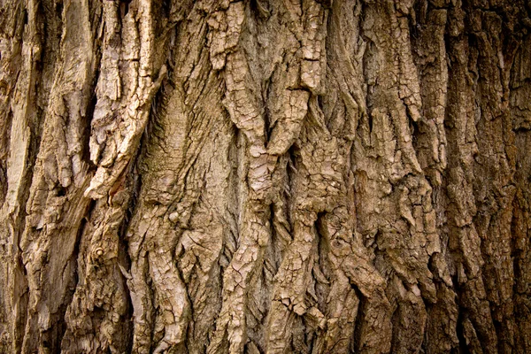 Texture dell'albero — Foto Stock