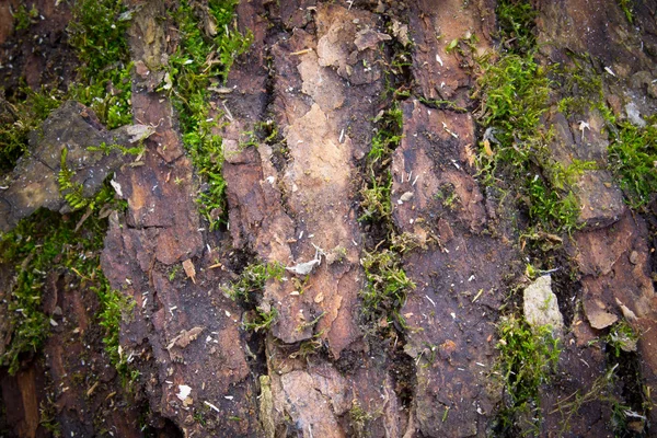 Textura stromu, — Stock fotografie