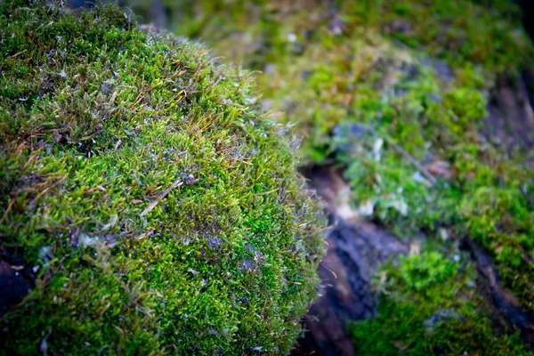 The texture of the moss — Stock Photo, Image