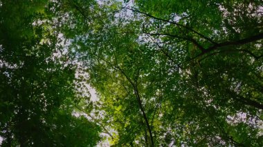 Ormanda ağaçların taçlarında gökyüzü videosu var.