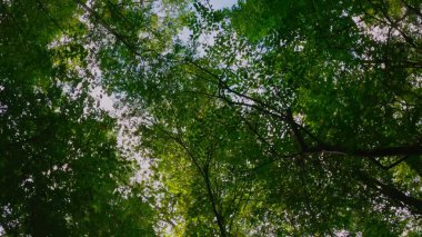 Ormanda ağaçların taçlarında gökyüzü videosu var.