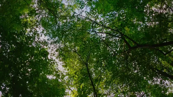 Floresta Através Das Coroas Árvores Vídeo Céu — Fotografia de Stock