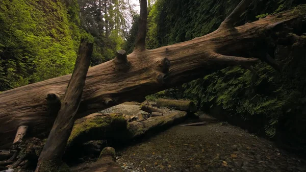 Old Tree Felled Forest Screen Greenery Mysterious Gloomy — Stock Photo, Image