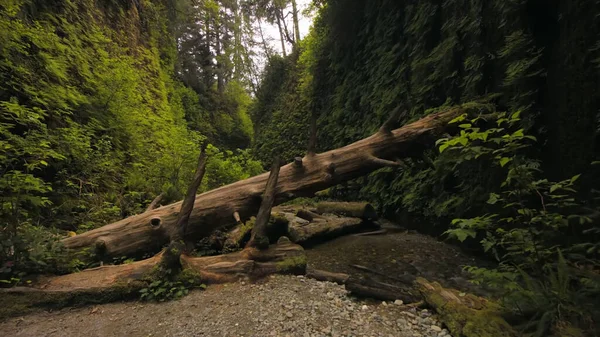 Uma Árvore Velha Derrubada Floresta Através Tela Vegetação Misterioso Sombrio — Fotografia de Stock