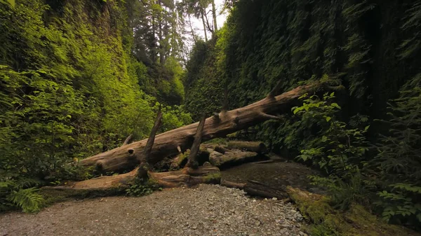 Ekranın Karşısındaki Ormanda Yaşlı Bir Ağaç Devrildi Yeşil Gizemli Kasvetli — Stok fotoğraf