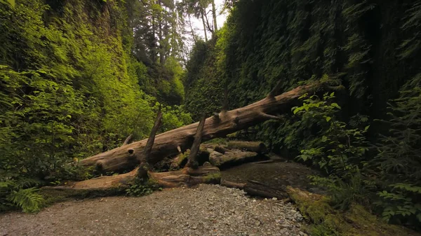 Árbol Viejo Tala Bosque Través Pantalla Vegetación Misterioso Sombrío — Foto de Stock