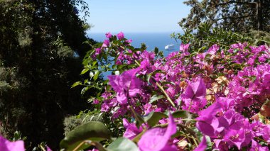 Güzel mor çalı, ufuk çizgisi, turist gemisi