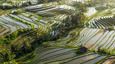 Güneş ve gökyüzünü yansıtan Bali pirinç bahçeleri, inanılmaz bir güzellik.