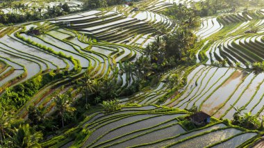 Güneş ve gökyüzünü yansıtan Bali pirinç bahçeleri, inanılmaz bir güzellik.