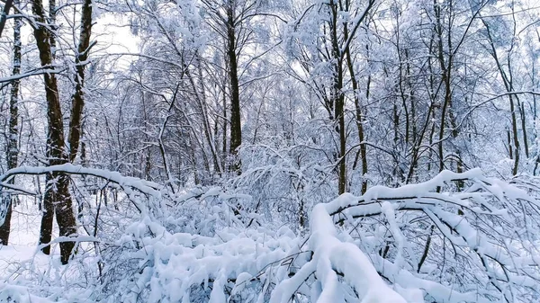 Hada Bosque Invierno Árboles Hermoso — Foto de Stock