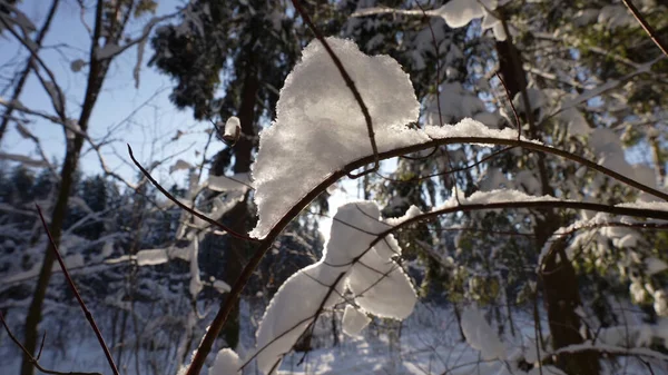 Neige Sur Les Branches Dans Une Forêt Fées Journée Ensoleillée — Photo