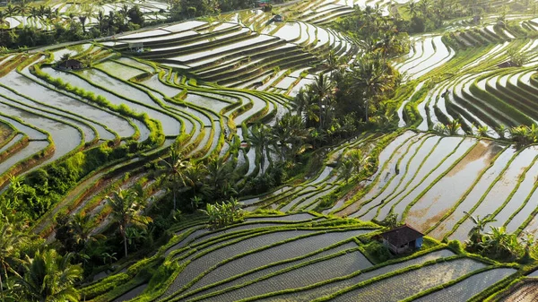 Jardins Arroz Bali Refletindo Sol Céu Beleza Incrível — Fotografia de Stock