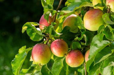 Ağaçtaki kırmızı elmalar