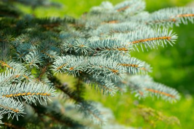 Yeşil arka planda mavi ladin dalları
