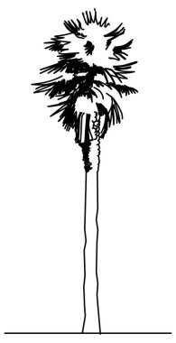 Hurma ağacı çizim vektör tasarımı