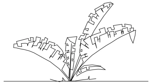 ファンバナナの木の植物スケッチのベクトルデザイン — ストックベクタ