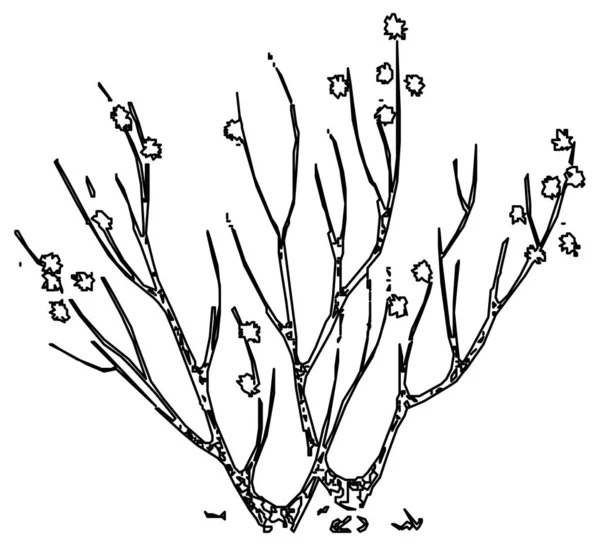 Σχεδιασμός Διάνυσμα Σκίτσο Δέντρο Λίγα Φύλλα — Διανυσματικό Αρχείο