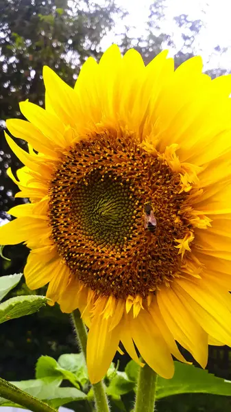 蜜を集める蜂に座っているひまわりの花 — ストック写真