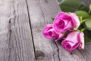 Pembe Gül karanlık bir arka plan. Tonlama resim