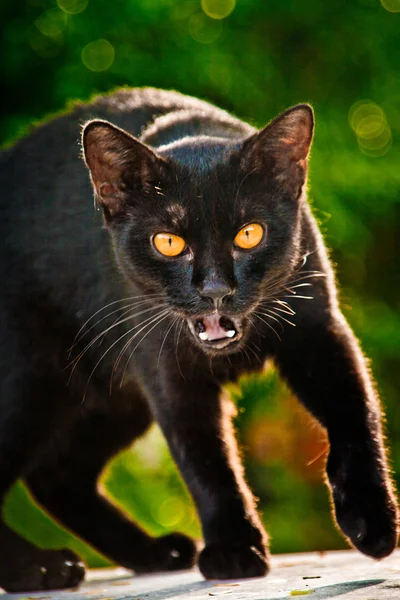 Aggressive black cat