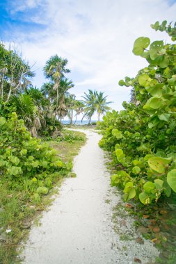 Orman arasındaki yol