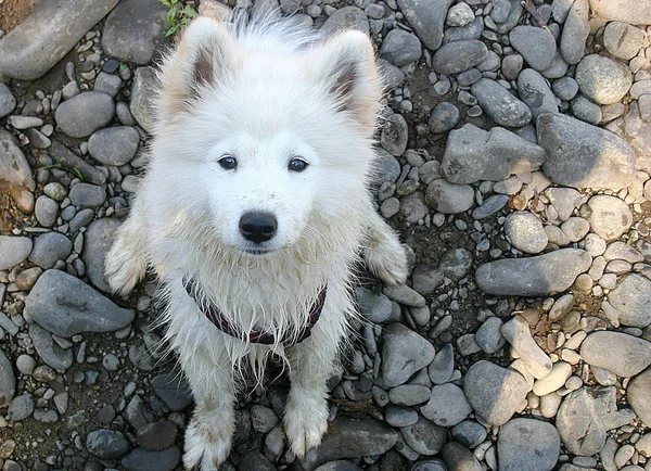 Chiot sur une rivière rochers — Photo