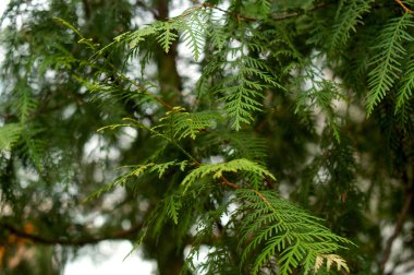 Fice ağacı yakın plan