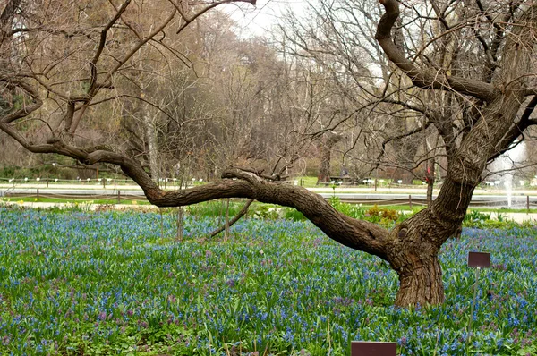 Blå galanthus blomsterrabatt — Stockfoto