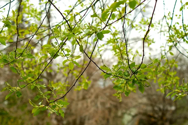 Primer plano de las ramas de los árboles — Foto de Stock