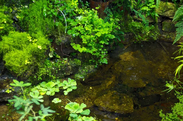 Pond with moss and plants — Stock Photo, Image