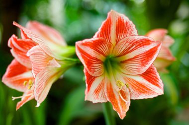 Çizgili Hippeastrum turuncu ve beyaz makro