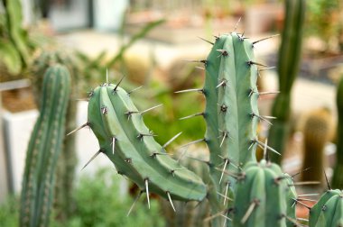 Kaktüs ile gri dikenler