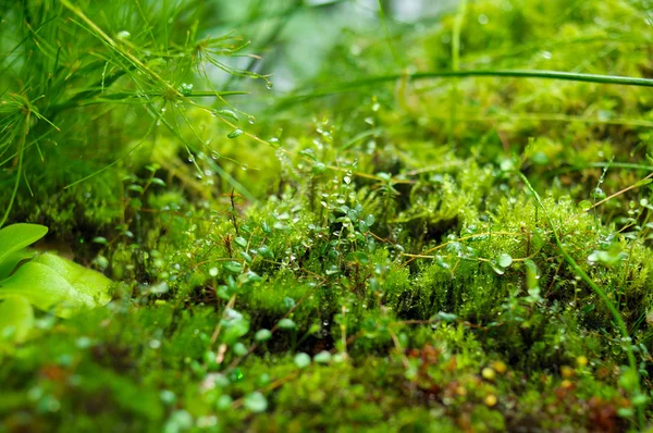 Moss y plantas — Foto de Stock