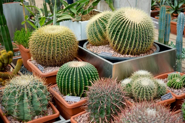 Round big cacti in pots — Stock Photo, Image