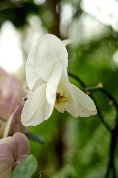 En hvid orkide nærbillede - Stock-foto