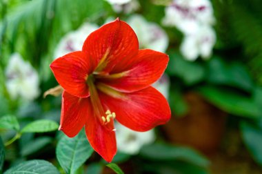 Kırmızı Hippeastrum yakın çekim dikey