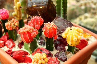 Çeşitli renkli kaktüsler yatay