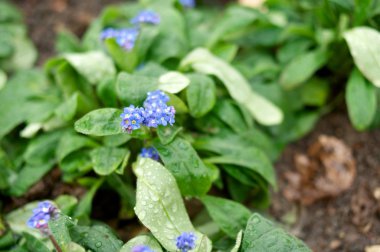 Küçük Menekşe Hercai Menekşe