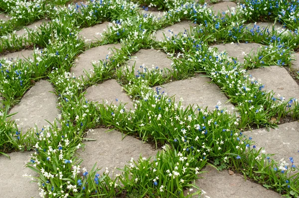 Blanco y azul galanthus macizo de flores con las piedras —  Fotos de Stock