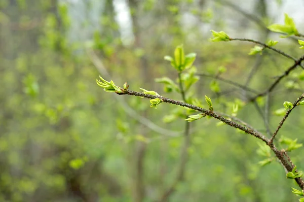 Buds in spring closeup — Stock Photo, Image