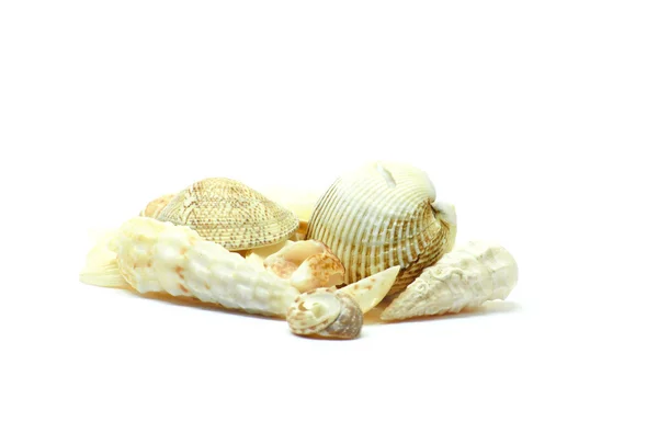 Pile of seashells — Stock Photo, Image